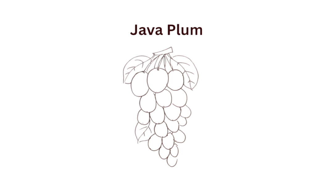 Java Plum Drawing