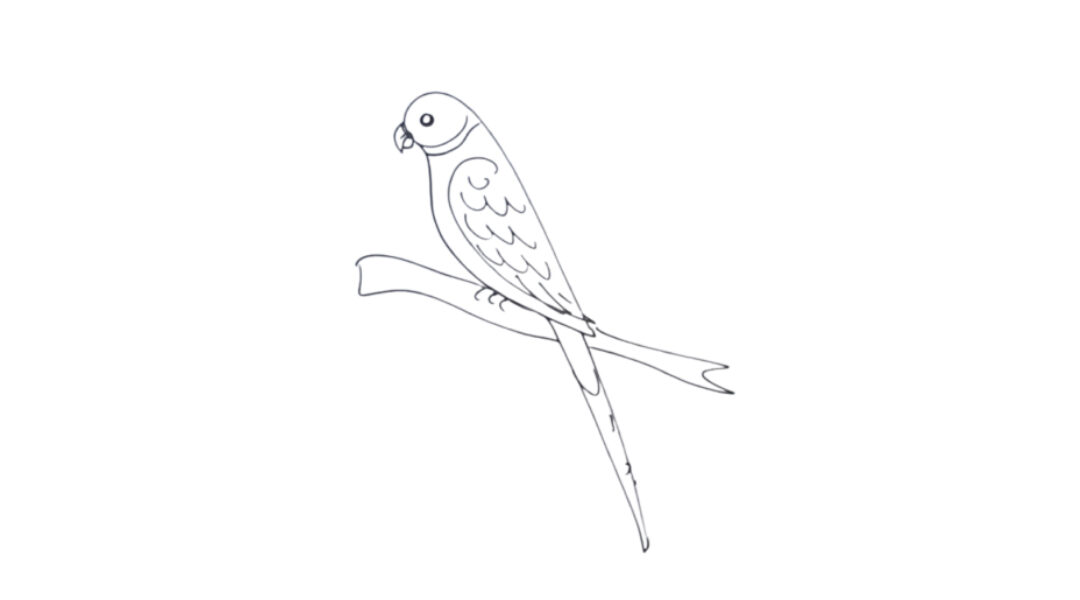 Parrot drawing