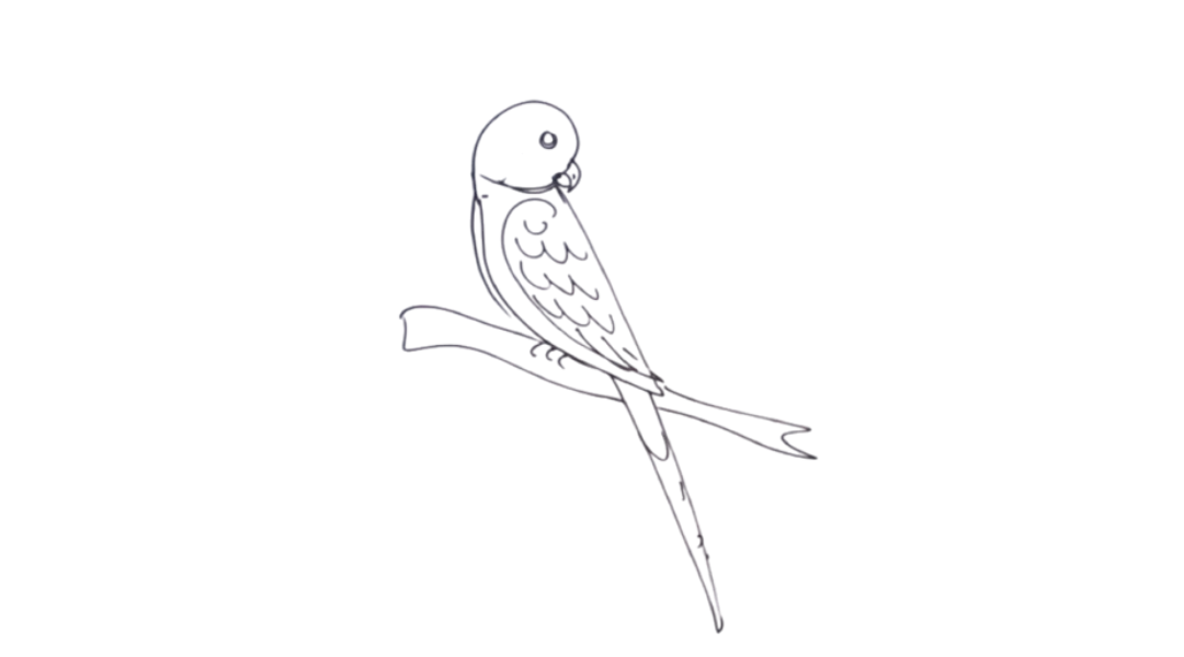 Parrot drawing