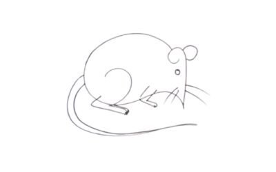 Rat drawing