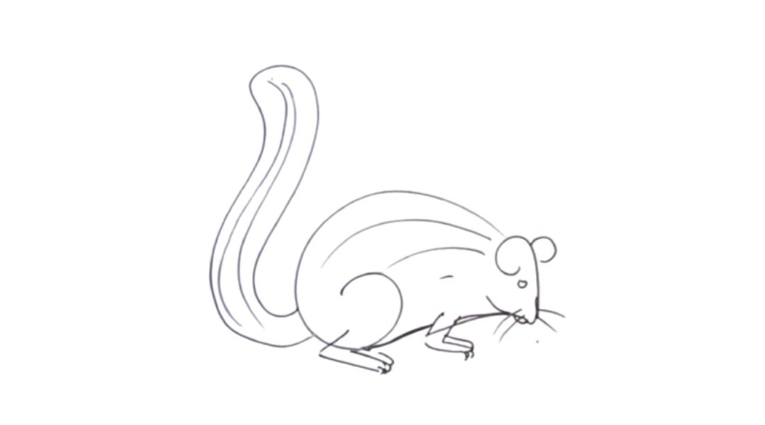 Squirrel drawing idea