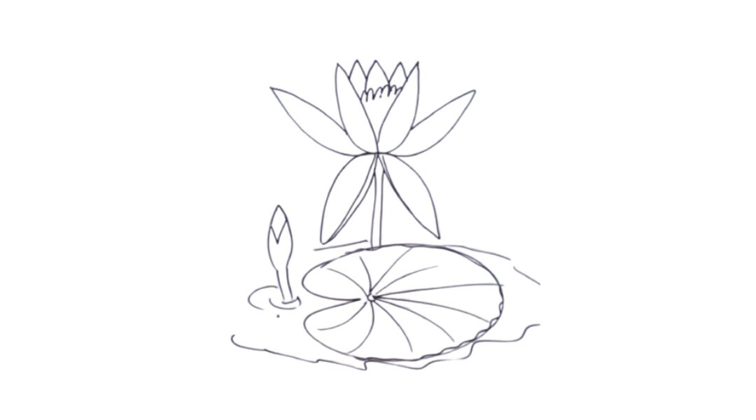 Water Lily drawing for beginners