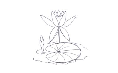 Water Lily drawing for beginners